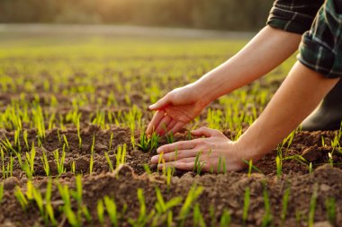 Yeni hasat. Çiftçi, yeni tohum büyümesinin ilerlemesini analiz ediyor. Bahçe ve ekoloji kavramı.