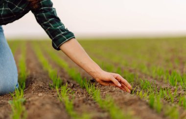 Yeni hasat. Çiftçi, yeni tohum büyümesinin ilerlemesini analiz ediyor. Bahçe ve ekoloji kavramı.