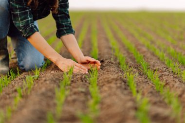 Yeni hasat. Çiftçi, yeni tohum büyümesinin ilerlemesini analiz ediyor. Bahçe ve ekoloji kavramı.