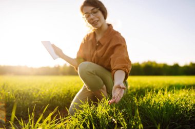 Modern tabletli bir kadın çiftçi filizleri eliyle değerlendirir, tarladaki yeşil filizleri. Tarım, bahçıvanlık veya ekoloji kavramı.