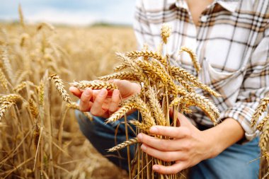 Bir buğday tarlasında elinde genç bir kadın çiftçi mahsulün kalitesini ve büyümesini kontrol ediyor. Hasat. Tarım işi..