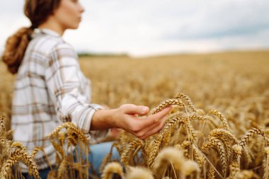 Bir buğday tarlasında elinde genç bir kadın çiftçi mahsulün kalitesini ve büyümesini kontrol ediyor. Hasat. Tarım işi..