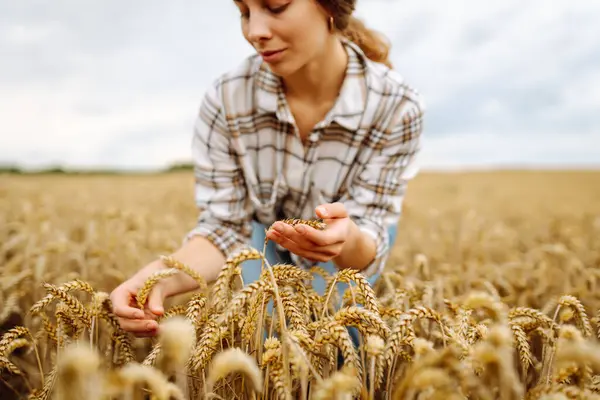 Bir Buğday Tarlasında Elinde Genç Bir Kadın Çiftçi Mahsulün Kalitesini — Stok fotoğraf