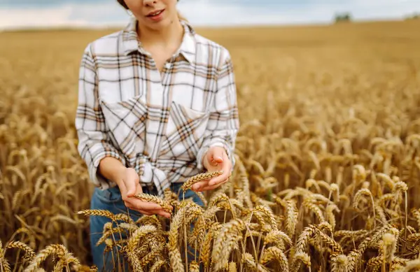 Petani Perempuan Muda Tangannya Ladang Gandum Memeriksa Kualitas Dan Pertumbuhan — Stok Foto