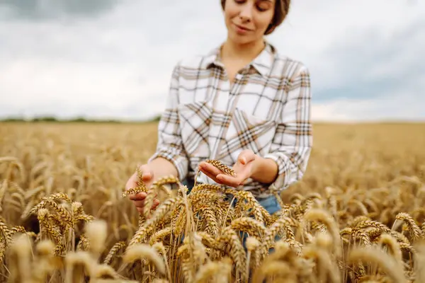 Bir Buğday Tarlasında Elinde Genç Bir Kadın Çiftçi Mahsulün Kalitesini — Stok fotoğraf
