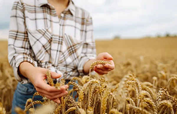 Молода Жінка Фермерка Руках Пшеничному Полі Перевіряє Якість Ріст Врожаю — стокове фото