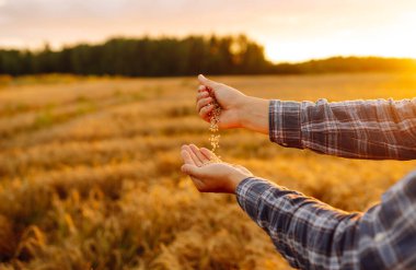 Bir çiftçinin elleri buğday tarlasına bir avuç tahıl döker. Yeni mahsul mevsimi, tarım hasadı.
