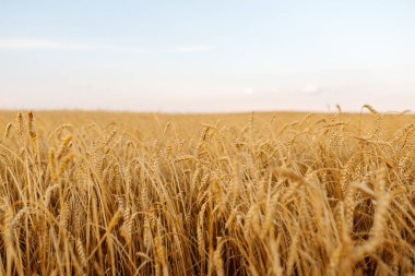Günbatımı tarlasında altın buğday kulakları. Büyüyen doğa hasadı. Tarım çiftliği.