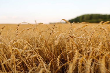 Günbatımı tarlasında altın buğday kulakları. Büyüyen doğa hasadı. Tarım çiftliği.