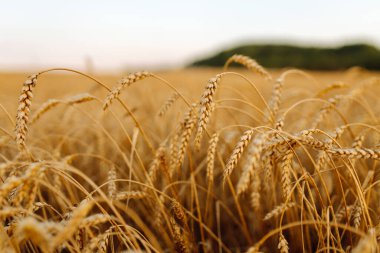 Günbatımı tarlasında altın buğday kulakları. Büyüyen doğa hasadı. Tarım çiftliği.