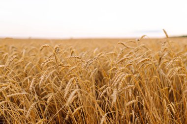 Günbatımı tarlasında altın buğday kulakları. Büyüyen doğa hasadı. Tarım çiftliği.