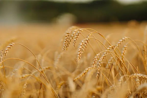 Golden ears of wheat on a sunset field. Growth nature harvest. Agriculture farm.