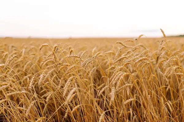 Günbatımı tarlasında altın buğday kulakları. Büyüyen doğa hasadı. Tarım çiftliği.