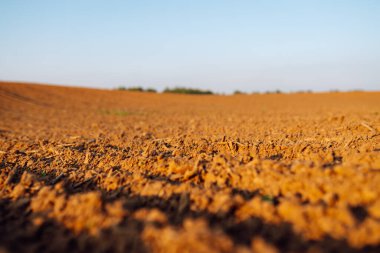 Hasattan sonra buğday tarlası. Bereketli arazi dokusu, kırsal arazi manzarası.
