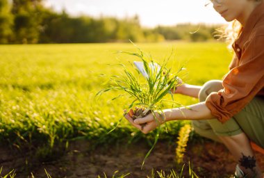 Genç yeşil buğday fideleri bir kadın çiftçinin ellerinde. Tarım, bahçıvanlık, ekoloji kavramı.