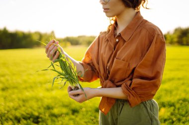 Genç yeşil buğday fideleri bir kadın çiftçinin ellerinde. Tarım, bahçıvanlık, ekoloji kavramı.
