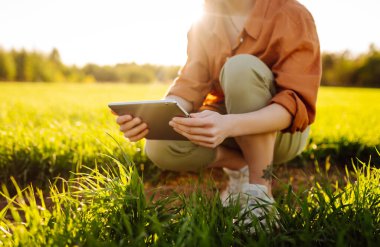 Genç yeşil buğday fideleri bir kadın çiftçinin ellerinde. Tarım, bahçıvanlık, ekoloji kavramı.