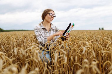 Buğday tarlasında dijital tabletli genç çiftçi mahsulün kalitesini ve büyümesini kontrol ediyor. Büyüyen doğa hasadı. Tarım çiftliği.