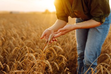 Buğday kalitesi kontrolü. Buğday tarlasında buğday kulaklı bir çiftçi. Büyüyen doğa hasadı. Tarım çiftliği.