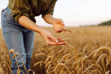 Buğday kalitesi kontrolü. Buğday tarlasında buğday kulaklı bir çiftçi. Büyüyen doğa hasadı. Tarım çiftliği.