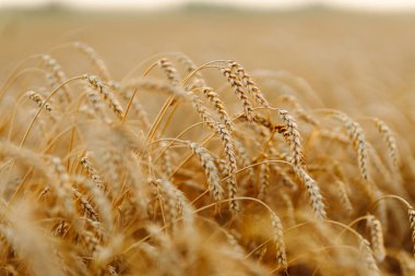 Buğday tarlası. Güzel Doğa Manzarası. Olgunlaşan çayırlık buğday tarlalarının arka planı. Zengin hasat kavramı