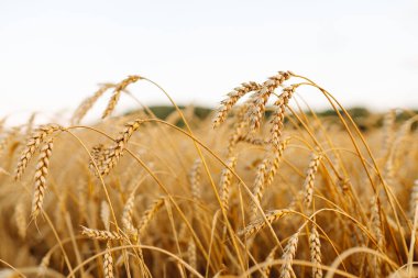 Buğday tarlası. Güzel Doğa Manzarası. Olgunlaşan çayırlık buğday tarlalarının arka planı. Zengin hasat kavramı