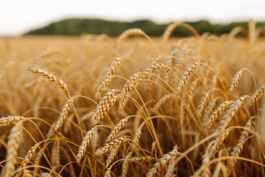 Buğday tarlası. Güzel Doğa Manzarası. Olgunlaşan çayırlık buğday tarlalarının arka planı. Zengin hasat kavramı