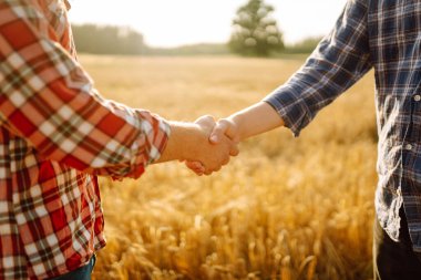 El sıkışalım. Buğday tarlasında el sıkışan iki çiftçi. Tarım sektörü.