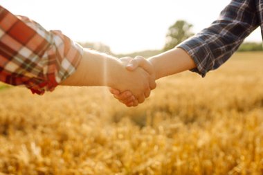 El sıkışalım. Buğday tarlasında el sıkışan iki çiftçi. Tarım sektörü.