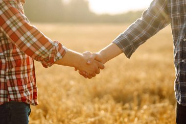 El sıkışalım. Buğday tarlasında el sıkışan iki çiftçi. Tarım sektörü.