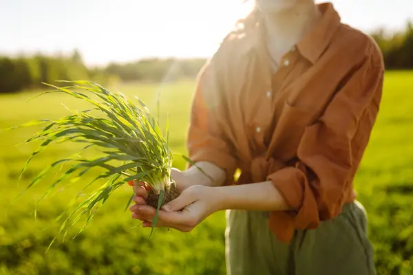 stock image Young Green wheat seedlings in the hands of a woman farmer. Concept of agriculture, gardening, ecolodge.