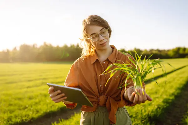 Bibit Gandum Hijau Muda Tangan Seorang Petani Wanita Konsep Pertanian — Stok Foto
