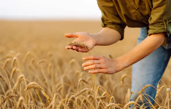 Перевірка Якості Пшениці Фермер Вухами Пшениці Пшеничному Полі Зростання Урожаю — стокове фото