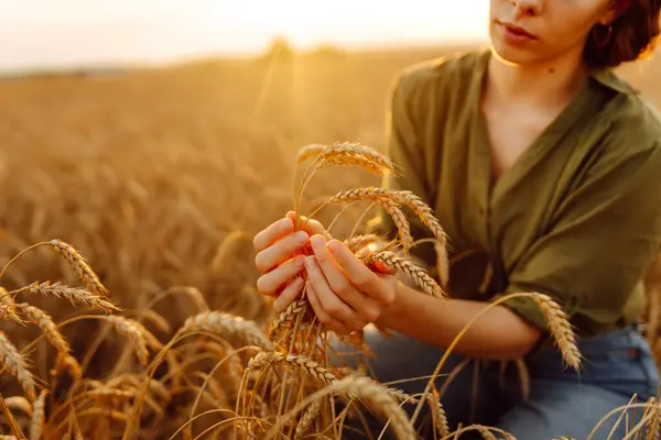 Перевірка Якості Пшениці Фермер Вухами Пшениці Пшеничному Полі Зростання Урожаю — стокове фото