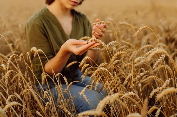 Wheat quality check. Farmer with ears of wheat in a wheat field. Growth nature harvest. Agriculture farm.