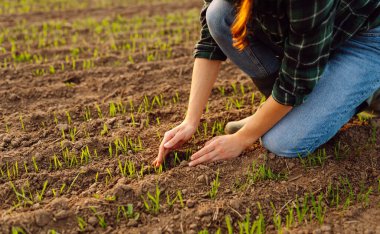 Çiftçi el tarladaki yeşil buğday yapraklarına dokunur. Kadın mahsullere dokunur ve filizleri kontrol eder, ekinlerin ekolojisini korur. Doğal tarım kavramı, tarım.