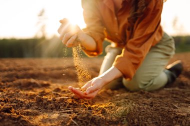 Kadınların elleri tarladaki verimli toprakları ayırıyor. Çiftçi toprağın kalitesini kontrol eder. Bahçıvanlık sezonu. Ekoloji, tarım kavramı.