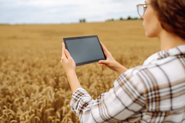 Agronomis Wanita Lapangan Dengan Tablet Memeriksa Pertumbuhan Tanaman Pertanian Cerdas — Stok Foto