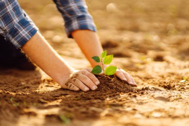 Çiftçi el tarladaki yeşil bitkiye dokunuyor. Doğal tarım kavramı, tarım.