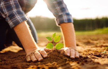 Çiftçi el tarladaki yeşil bitkiye dokunuyor. Doğal tarım kavramı, tarım.