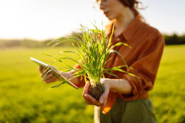 Genç kadın çiftçi buğday tarlasında yeşil buğday filizlerini inceliyor. Tarım, bahçıvanlık, ekoloji kavramı.