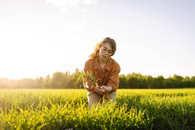 Genç kadın çiftçi buğday tarlasında yeşil buğday filizlerini inceliyor. Tarım, bahçıvanlık, ekoloji kavramı.