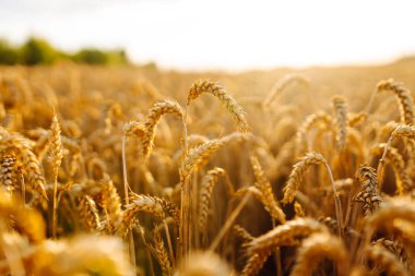 Akşamları günbatımı tarlasında altın buğday kulakları. Zengin hasat. Tarım Çiftliği.