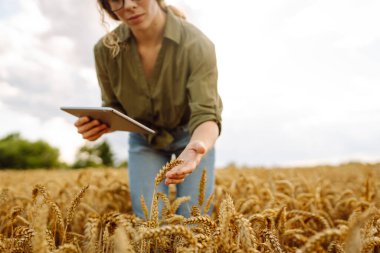 Buğday tarlasında dijital tablet kullanan kadın çiftçi. Akıllı tarım ve dijital tarım.