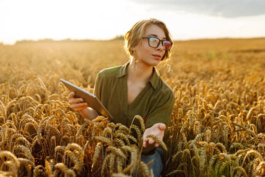 Buğday tarlasında dijital tablet kullanan kadın çiftçi. Akıllı tarım ve dijital tarım.