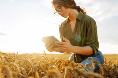 Buğday tarlasında dijital tablet kullanan kadın çiftçi. Akıllı tarım ve dijital tarım.