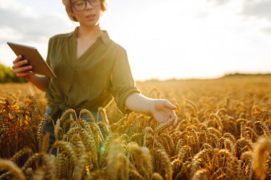 Buğday tarlasında dijital tablet kullanan kadın çiftçi. Akıllı tarım ve dijital tarım.