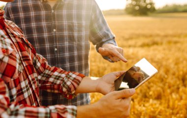 Tablet ile buğday tarlasında çalışan iki çiftçi. Akıllı tarım ve dijital tarım. 