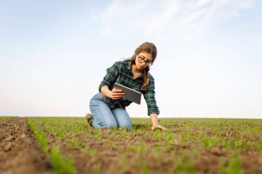 Yeşil buğday tarlasında elinde tabletle bir kadın çiftçi. Tarlada organik yeşil buğday. Akıllı çiftlik. Tarım işi. Hasat..
