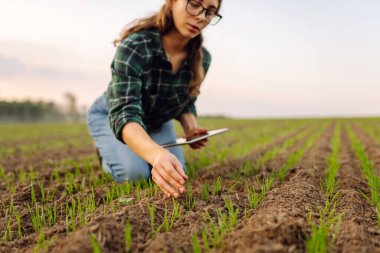 Yeşil buğday tarlasında elinde tabletle bir kadın çiftçi. Tarlada organik yeşil buğday. Akıllı çiftlik. Tarım işi. Hasat..